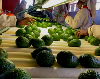 Marketing access for members avocados