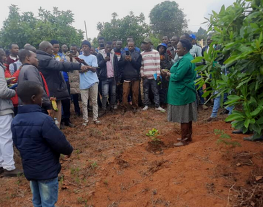 Training on good avocado production practices